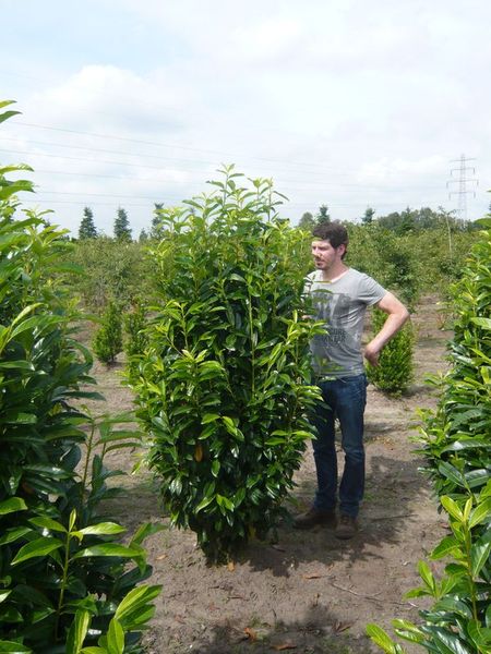 Die Kirschlorbeer Genolia – ideal für schmale Kirschlorbeer-Hecken