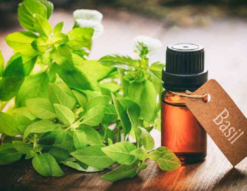 Basil Extracts