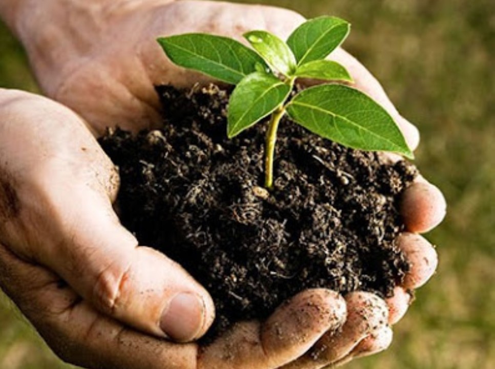 Biological Organic Fertilizers