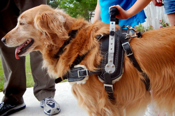 Companion Animal Speciality Drugs