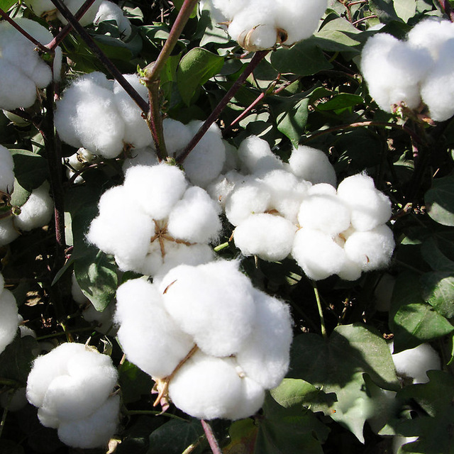 Cotton Seed
