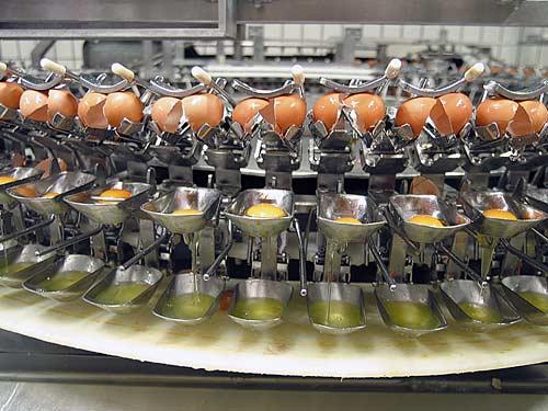 Egg Processing and Equipment