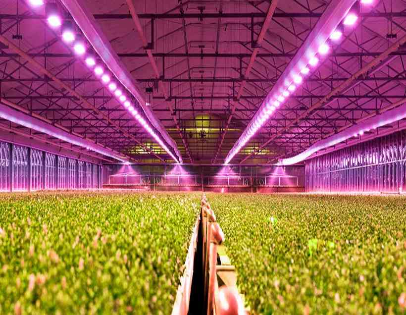 Horticulture Lighting