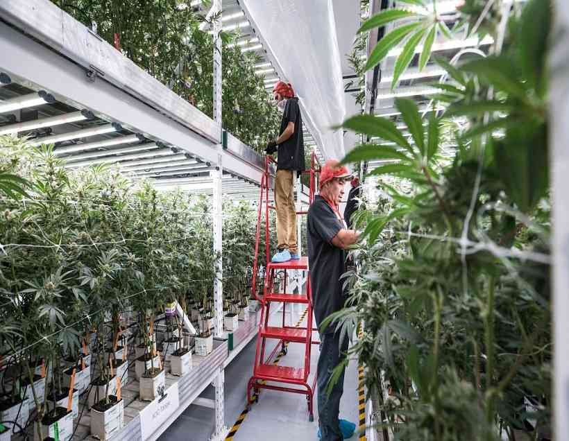 HVAC in Vertical Farming
