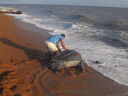 Eine riesiege Lederchildkröte wird zurück in den Antlantik geleitet (Foto: Romeo Defreitas)