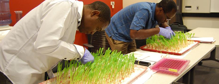 Seed Testing